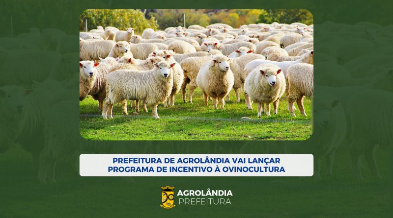Prefeitura de Agrolândia vai lançar programa de incentivo à ovinocultura.